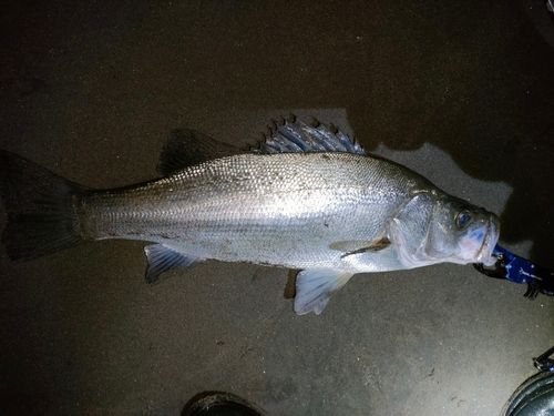 ヒラスズキの釣果