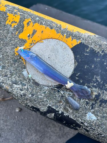 ハナハゼの釣果