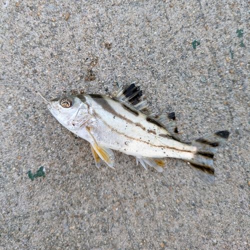 コトヒキの釣果