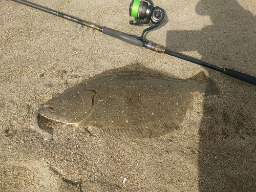 ヒラメの釣果