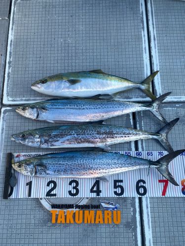 サワラの釣果