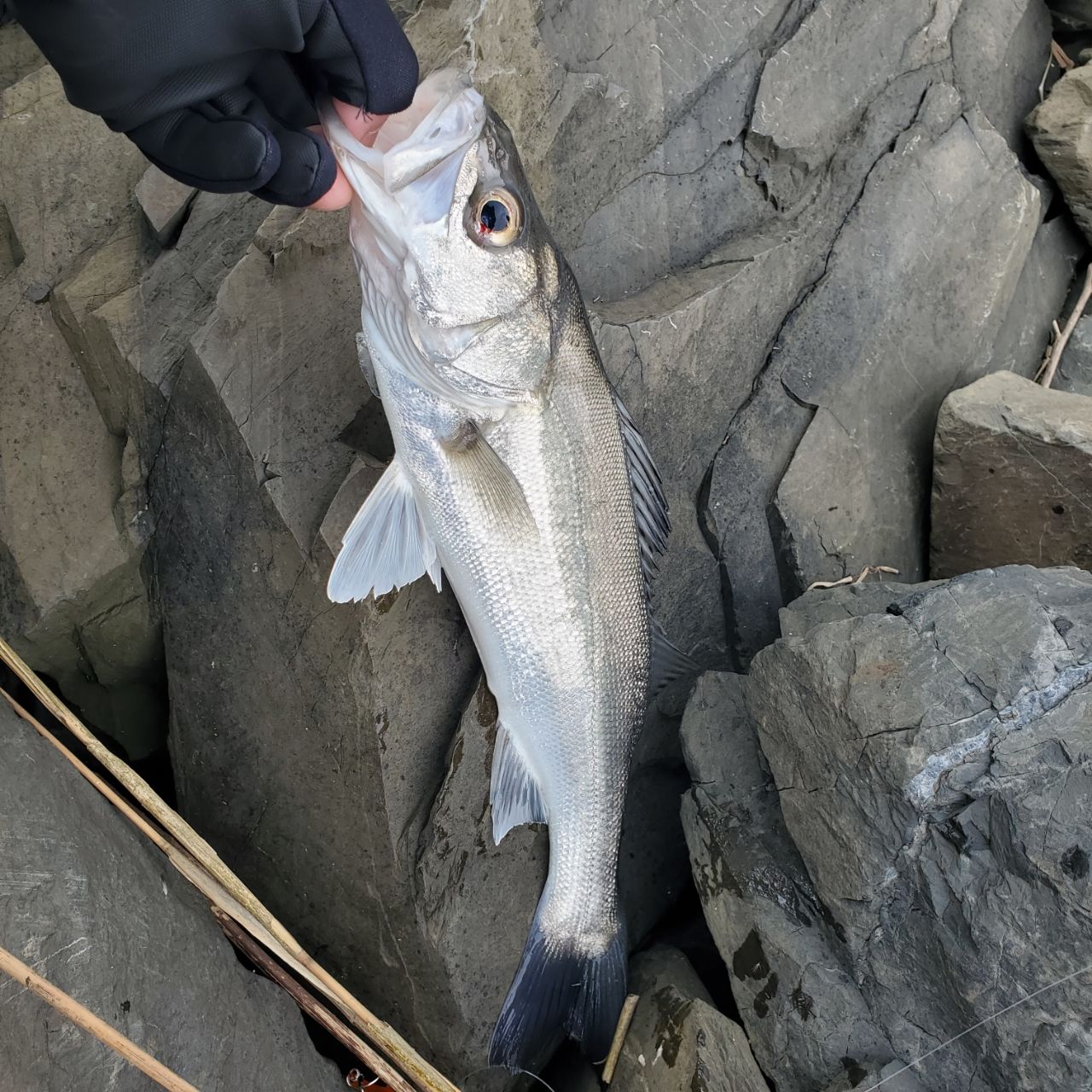 SHIMANO 18ディアルーナ S96MHの最安値・インプレ・釣果 | 本音の