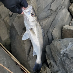 セイゴ（タイリクスズキ）の釣果