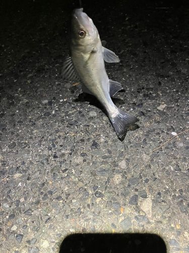 セイゴ（マルスズキ）の釣果