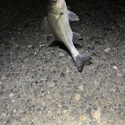 セイゴ（マルスズキ）