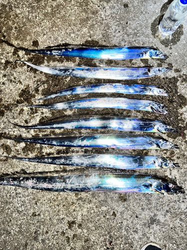 タチウオの釣果