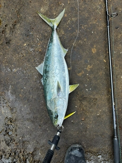 釣果