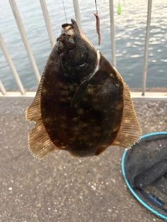 カレイの釣果