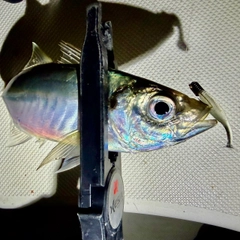 マアジの釣果