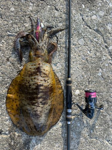 アオリイカの釣果