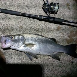 フッコ（マルスズキ）