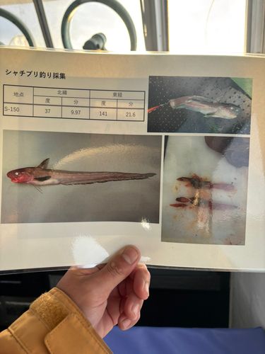 アカムツの釣果