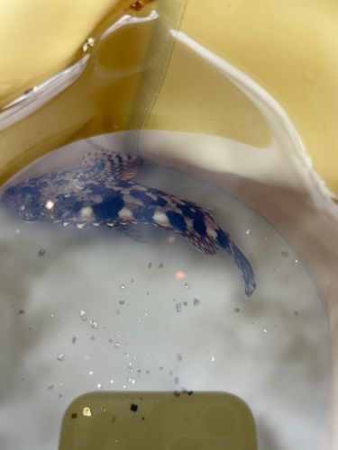 本牧海づり施設