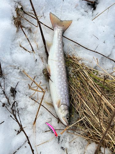 アメマスの釣果