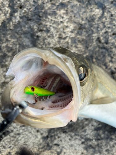 東京ゲートブリッジ付近