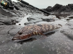 アイナメの釣果