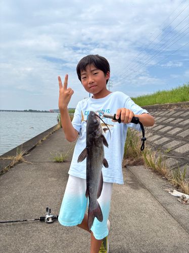 アメリカンキャットフィッシュ