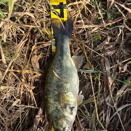 ラージマウスバス