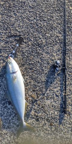 ブリの釣果