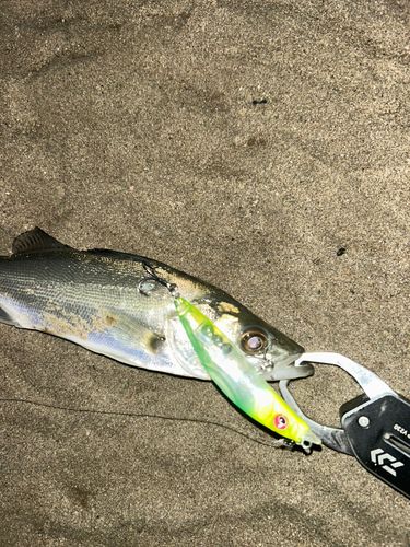 セイゴ（マルスズキ）の釣果