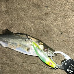 セイゴ（マルスズキ）