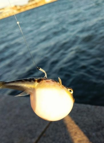 クサフグの釣果