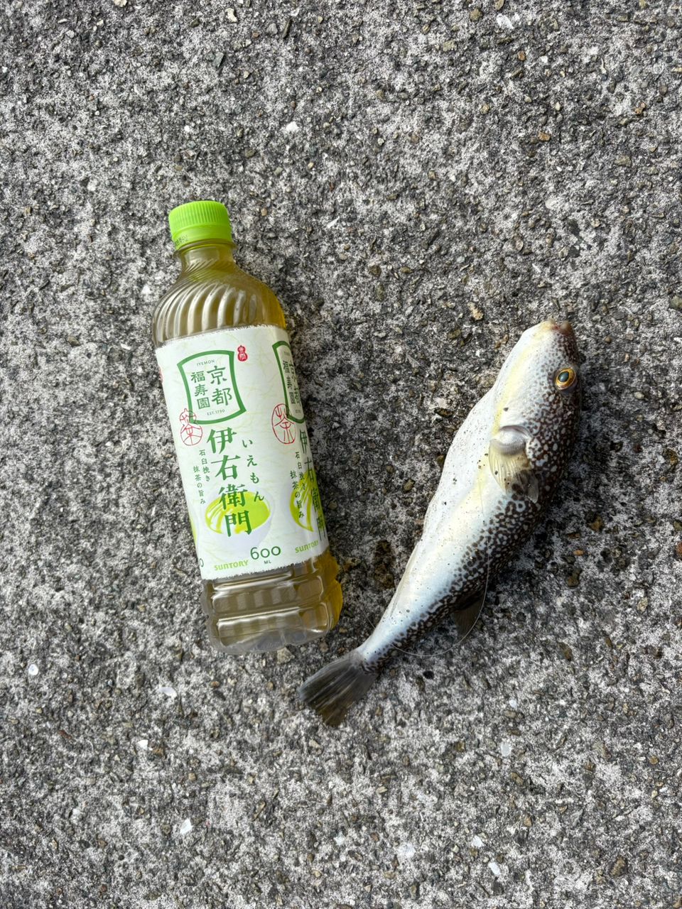 ショウサイフグ