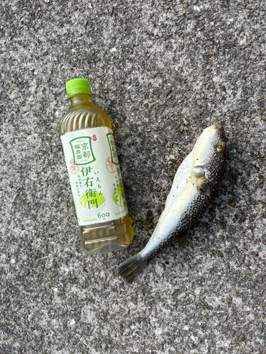 中崎のベランダ護岸