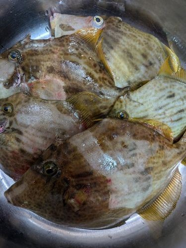 カワハギの釣果