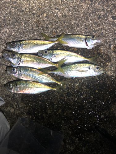 アジの釣果