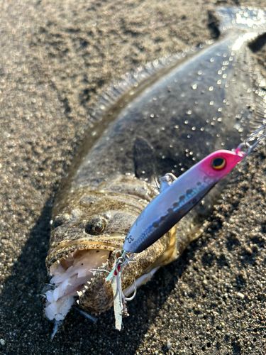 ヒラメの釣果