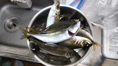 マアジの釣果