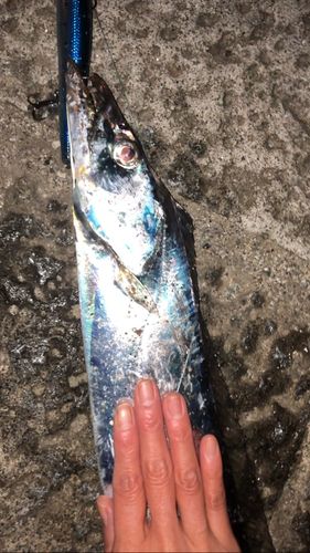 タチウオの釣果