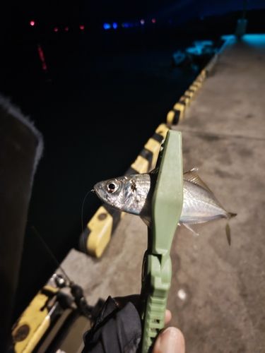 マアジの釣果