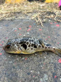クサフグの釣果