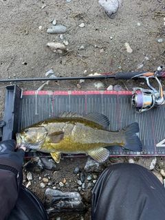 スモールマウスバスの釣果