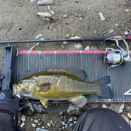 スモールマウスバス