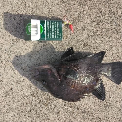 ヒゲダイの釣果