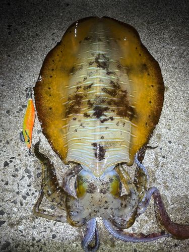 アオリイカの釣果