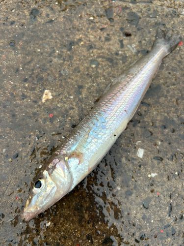 シロギスの釣果