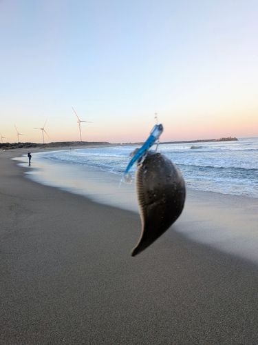 ウシノシタの釣果