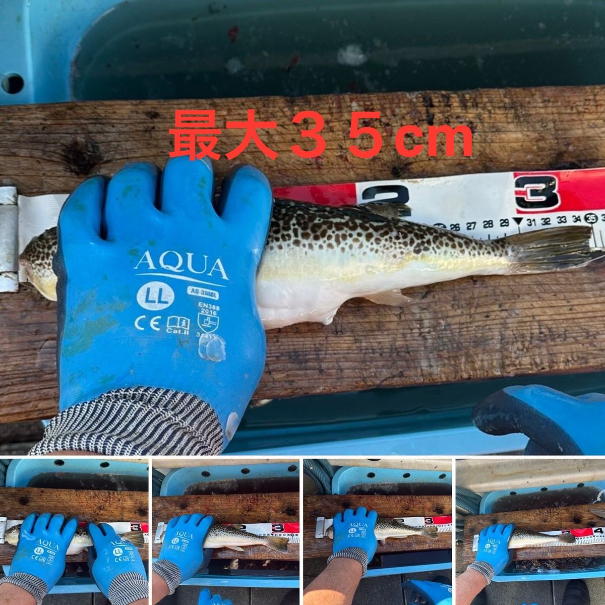 剛丸@古宮漁港さんの釣果 2枚目の画像