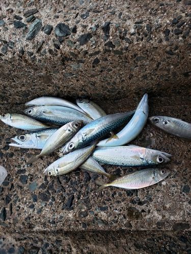 アジの釣果