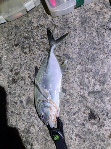 ギンガメアジの釣果