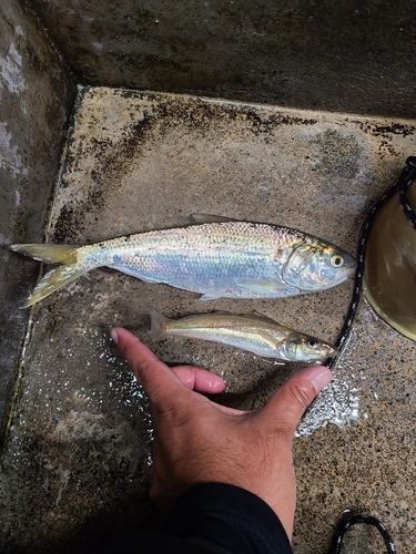 東京湾（アクアライン〜富津）