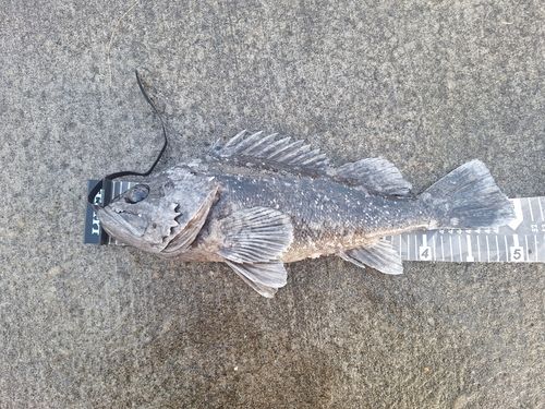 クロソイの釣果