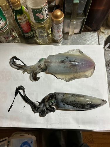 アオリイカの釣果