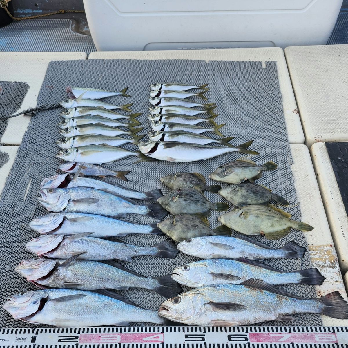 SOUTH(サウス)さんの釣果 1枚目の画像