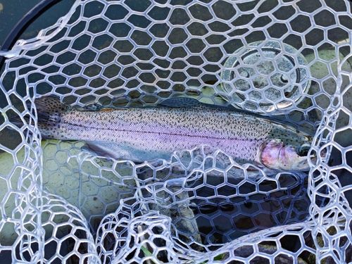 ベリーパーク in FISH ON! 王禅寺