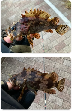 ヨロイメバルの釣果